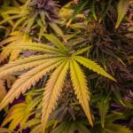 México – 420 Ley de Cannabis-diariojuridico