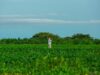 Colombia - Fracasa avance de jurisdicción agraria