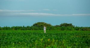 Colombia - Fracasa avance de jurisdicción agraria