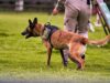 Chile – Viralización del accionar de un perro antidrogas