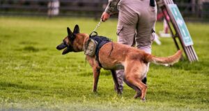 Chile – Viralización del accionar de un perro antidrogas