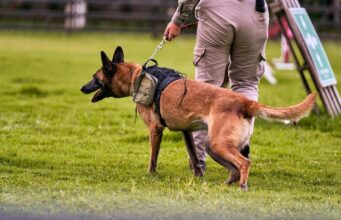Chile – Viralización del accionar de un perro antidrogas