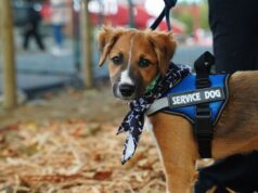 Colombia – Animales de apoyo emocional en universidades Colombia – Animales de apoyo emocional en universidades