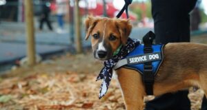 Colombia – Animales de apoyo emocional en universidades