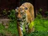 Colombia – «El Tigre» obtiene respaldo absoluto de Trump Colombia – El Tigre obtiene respaldo absoluto de Trump