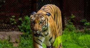 Colombia – El Tigre obtiene respaldo absoluto de Trump