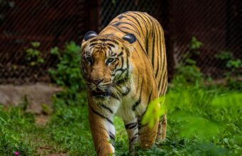 Colombia – El Tigre obtiene respaldo absoluto de Trump