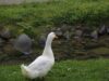 México – Disputa por los derechos comerciales sobre el pato Merlín