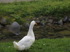 México – Disputa por los derechos comerciales sobre el pato Merlín