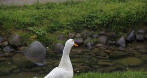 México – Disputa por los derechos comerciales sobre el pato Merlín