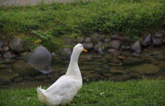 México – Disputa por los derechos comerciales sobre el pato Merlín