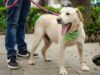 Colombia – Tránsito de mascotas en conjuntos residenciales Colombia – Tránsito de mascotas en conjuntos residenciales