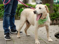 Colombia – Tránsito de mascotas en conjuntos residenciales Colombia – Tránsito de mascotas en conjuntos residenciales