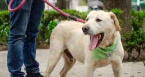 Colombia – Tránsito de mascotas en conjuntos residenciales
