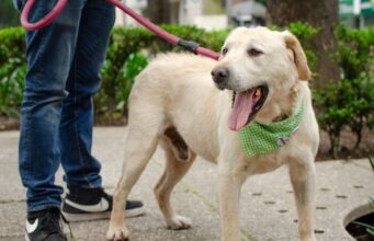 Colombia – Tránsito de mascotas en conjuntos residenciales