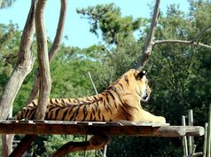 México – Descubren animales exóticos tras megaoperativo contra el narcotráfico