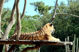 México – Descubren animales exóticos tras megaoperativo contra el narcotráfico